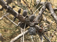 Allocasuarina mackliniana