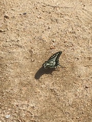 Papilio xuthus