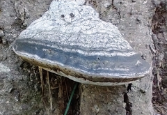 Fomes fomentarius