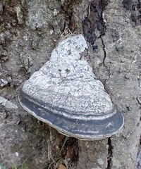 Fomes fomentarius