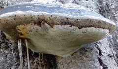 Fomes fomentarius