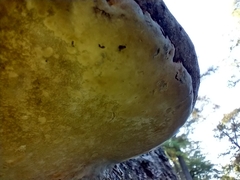 Fomes fomentarius
