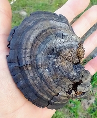 Fomes fomentarius