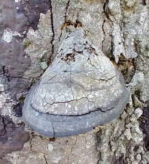Fomes fomentarius