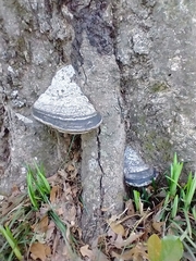 Fomes fomentarius