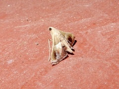 Endotricha repandalis