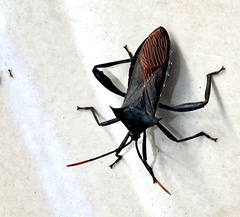 Anoplocnemis madagascariensis
