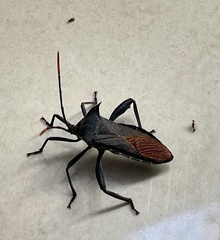 Anoplocnemis madagascariensis