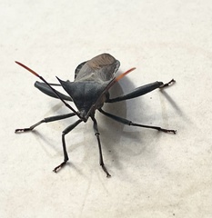 Anoplocnemis madagascariensis