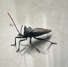 Anoplocnemis madagascariensis