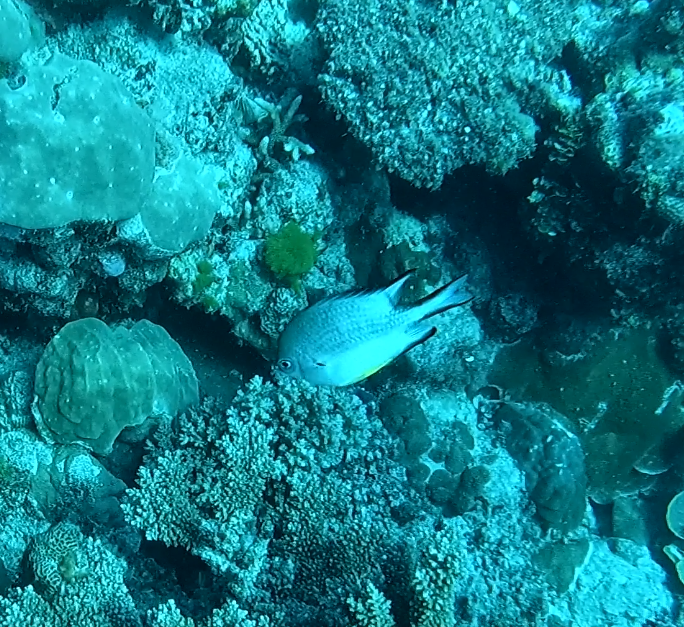 Whitebelly damselfish