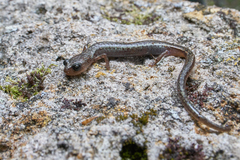 Batrachoseps pacificus