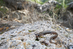Batrachoseps pacificus