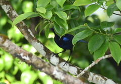 Myophonus horsfieldii