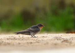 Hirundo domicola
