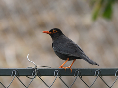 Turdus simillimus