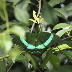 Papilio palinurus