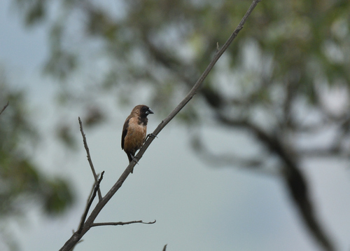 Black-throated Munia (Lonchura kelaarti), photo 7