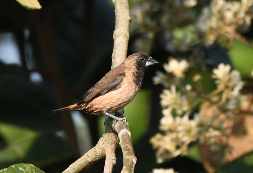 Black-throated Munia (Lonchura kelaarti), photo 3