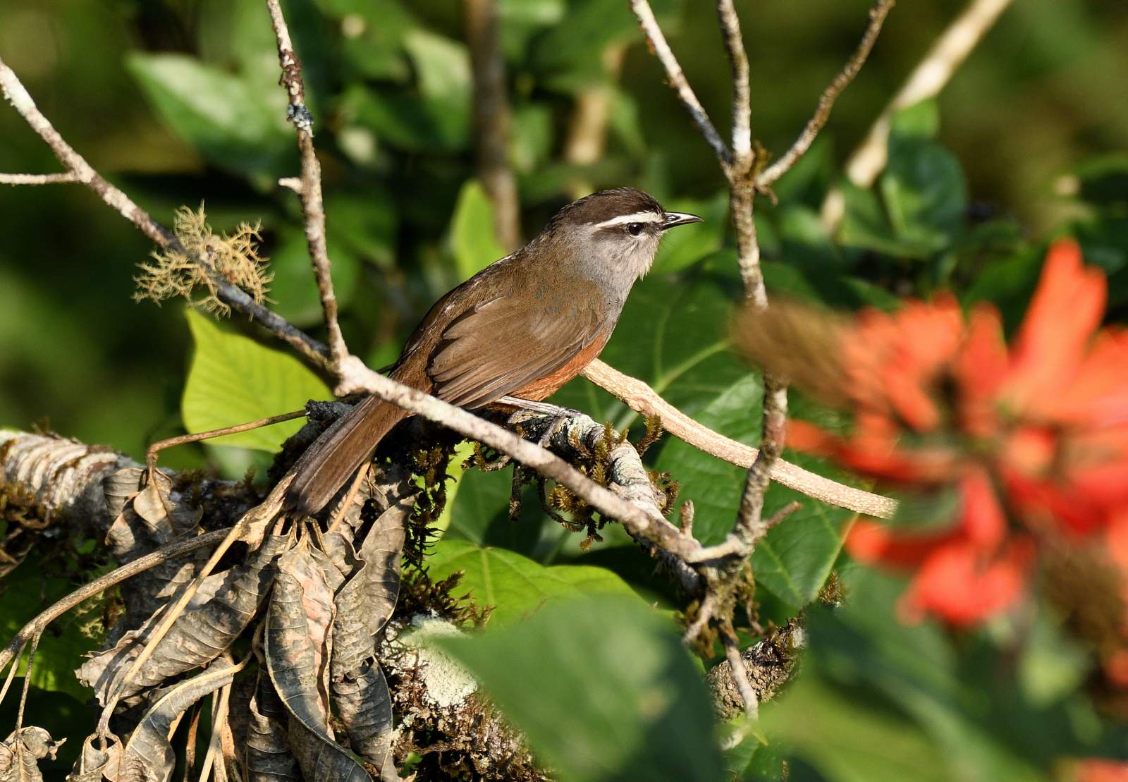 Palani Laughingthrush illustration