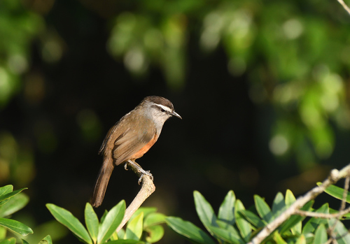Palani Laughingthrush (Montecincla fairbanki), photo 8