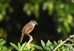 Montecincla fairbanki