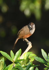 Montecincla fairbanki