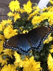 Limenitis arthemis astyanax