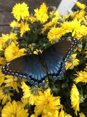 Limenitis arthemis astyanax