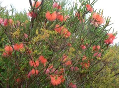 Melaleuca sparsa