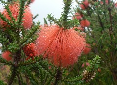 Melaleuca sparsa