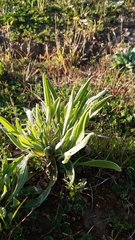 Plantago lanceolata