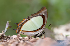 Polyura jalysus