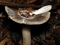 Amanita cheelii