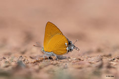 Pseudotajuria donatana