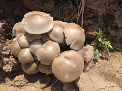 Macrocybe gigantea