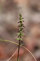 Genoplesium despectans