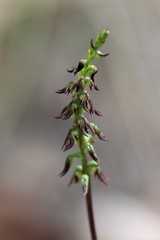 Genoplesium despectans