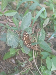 Anthanassa drusilla