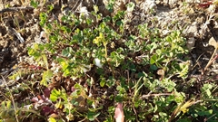 Medicago polymorpha polymorpha