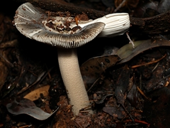 Amanita cheelii