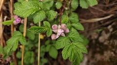 Rubus
