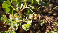 Medicago polymorpha polymorpha