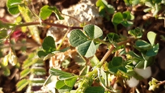 Medicago polymorpha polymorpha