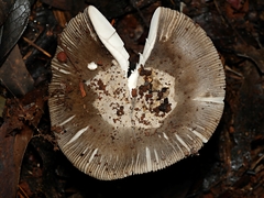 Amanita cheelii