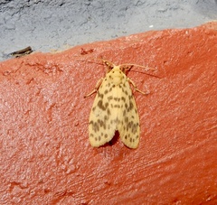 Miltochrista obsoleta