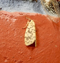 Miltochrista obsoleta