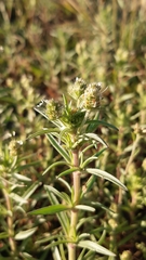 Plantago afra