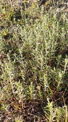 Plantago afra
