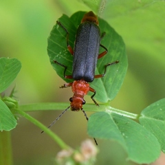Podabrus pruinosus